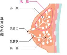 乳房の組織図